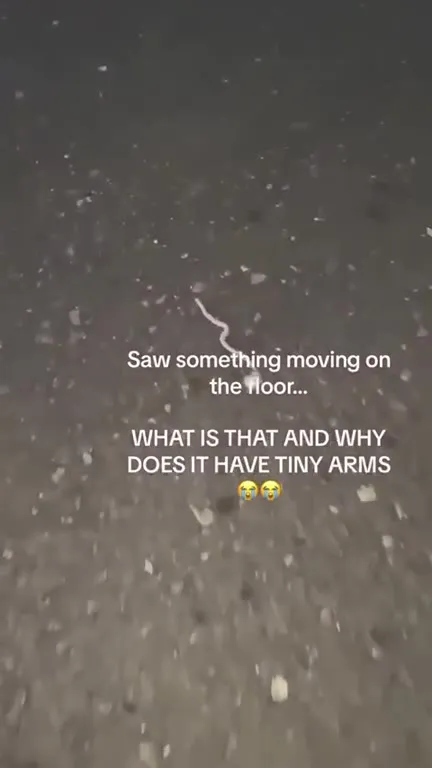 Tiny-Armed Worm on the Road