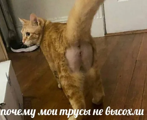 Почему мои трусы не высохли