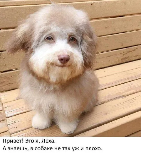 Лёха в образе собаки