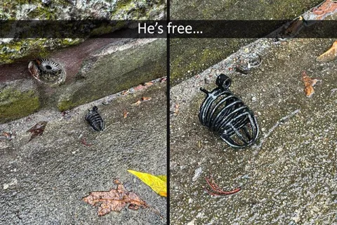 He's Free Beetle Shell