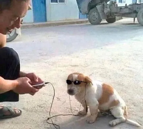 Собака слушает музыку