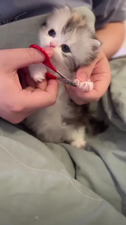 Котёнок на маникюре
