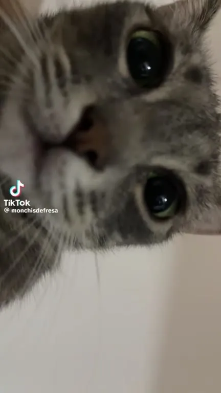 Кот смотрит прямо в душу