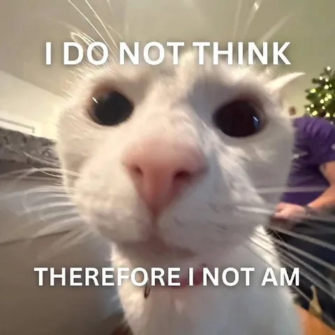 I Do Not Think Cat