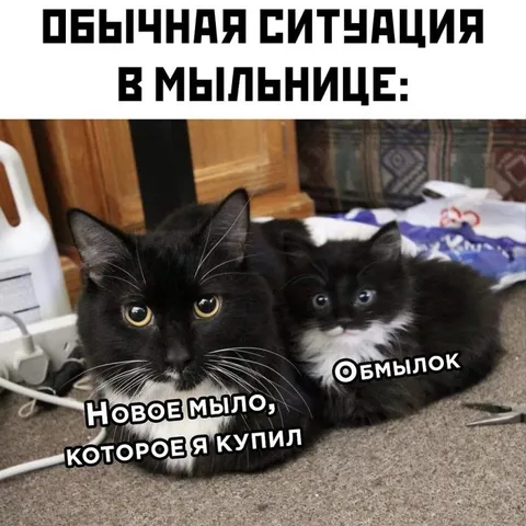 Коты и новое мыло
