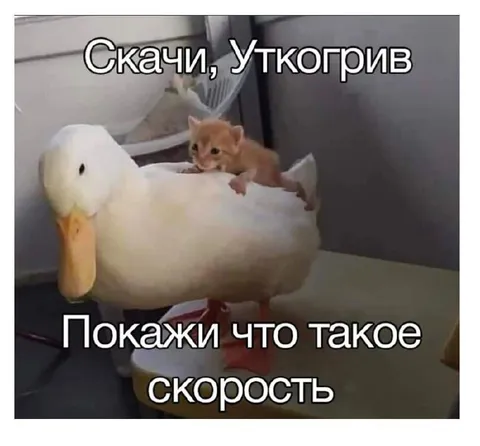 Уткина скорость