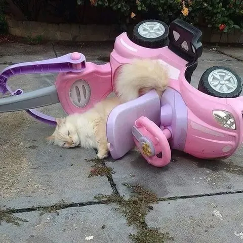 Кот попал в аварию на машинке