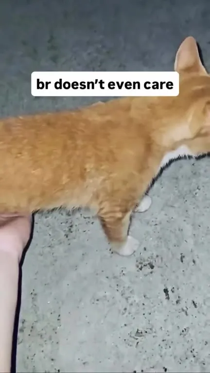 Cat Doesn't Even Care