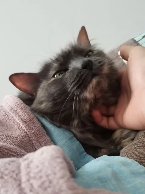 Кот наслаждается почёсыванием