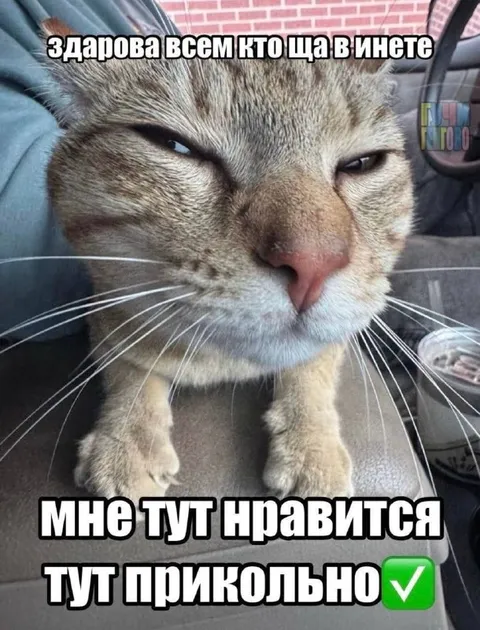Кот одобряет интернет