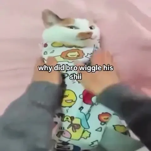 Cat Wrapped Like a Burrito