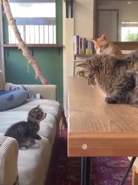 Котёнок добивается своей цели