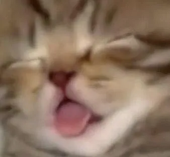Кот с высунутым языком