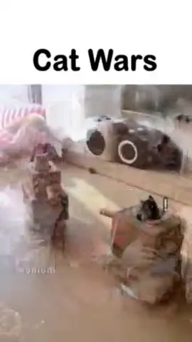 Cat Wars in Cardboard Tanks