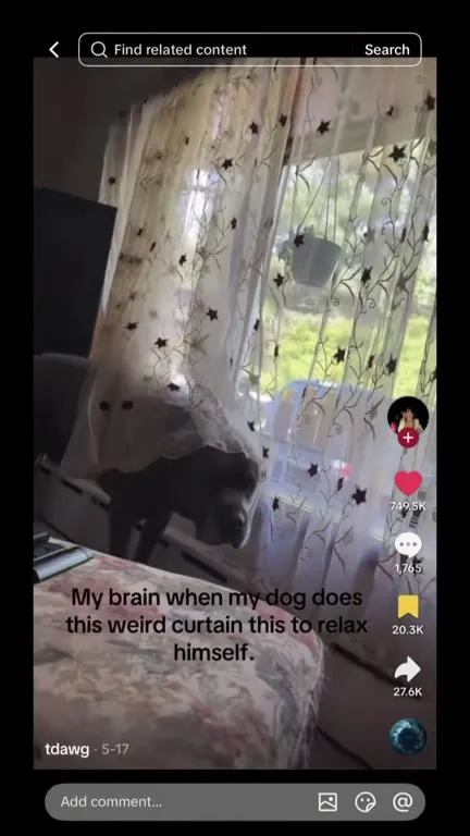 Dogs Hiding in Curtains to Relax