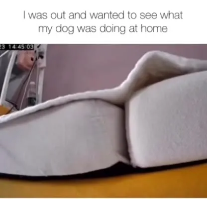 What My Dog Does at Home