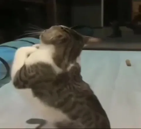 Кот бросается на лакомство