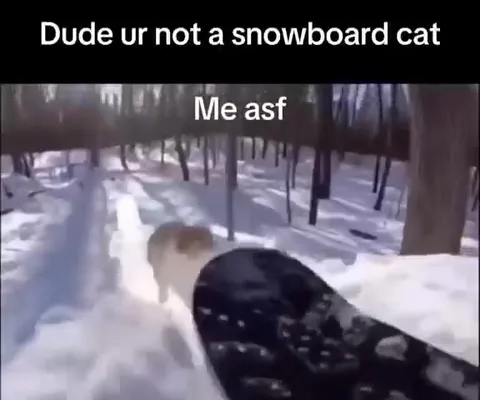 Snowboard Cat Going Downhill