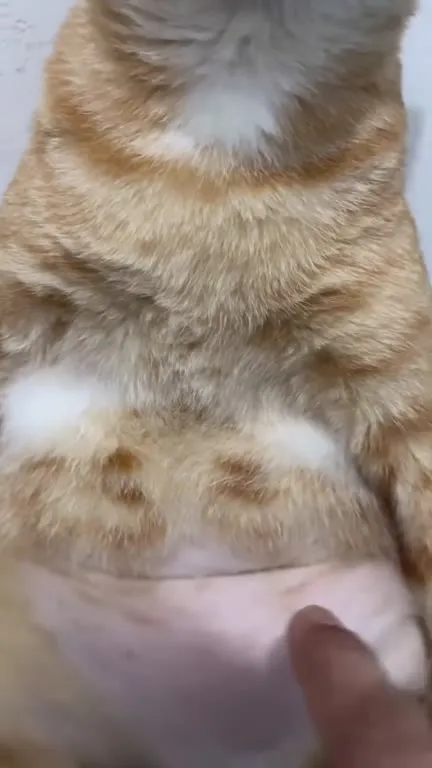 Кот, который не продаётся