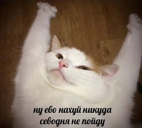 Кот никуда сегодня не пойдёт