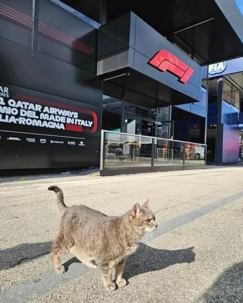 Il gatto del Gran Premio