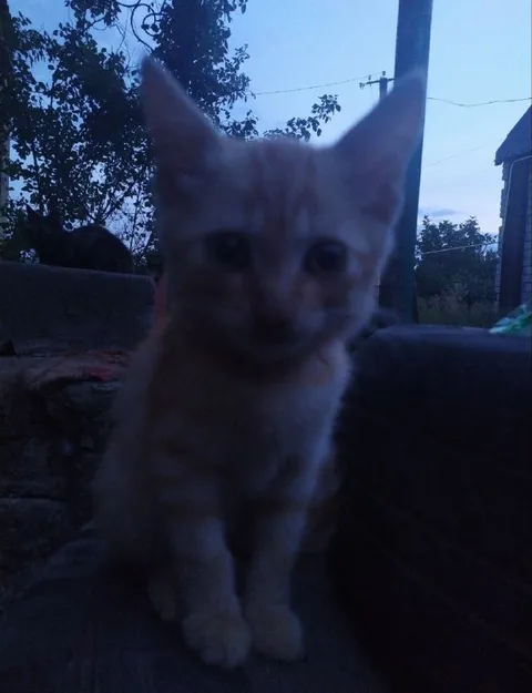 Котёнок в сумерках
