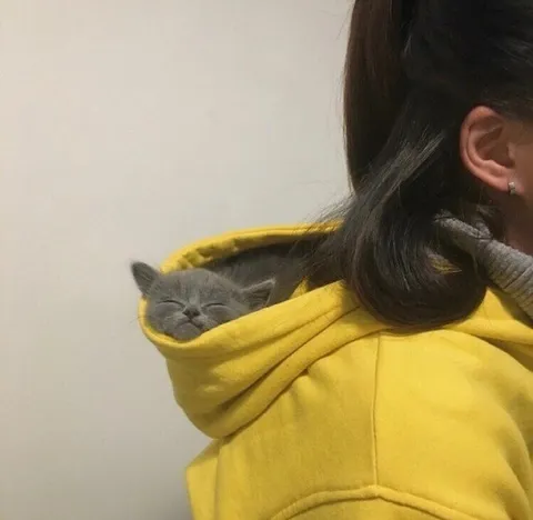 Кот в капюшоне