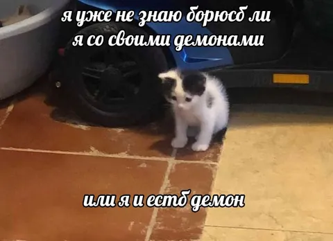 Котёнок и внутренние демоны