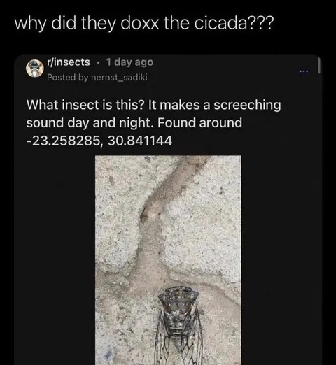 Why Did They Doxx the Cicada?