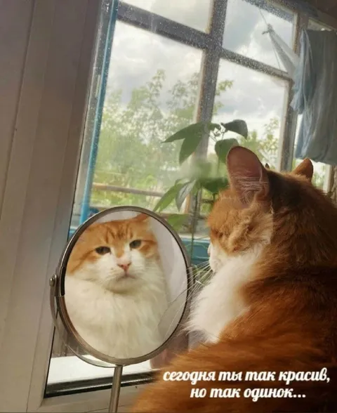 Красивый, но одинокий кот
