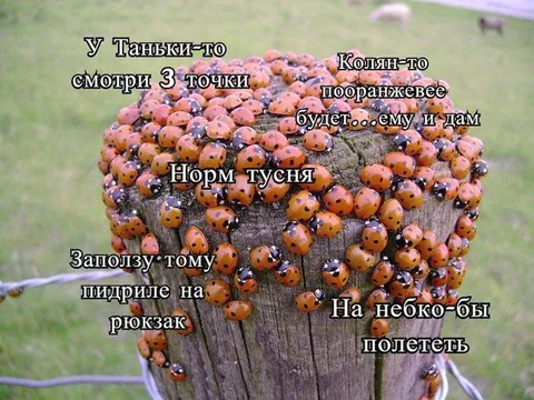 Божьи коровки на тусовке