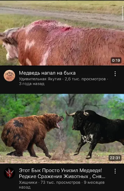 Бык якобы унизил медведя