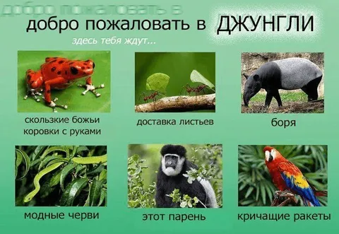 Добро пожаловать в джунгли