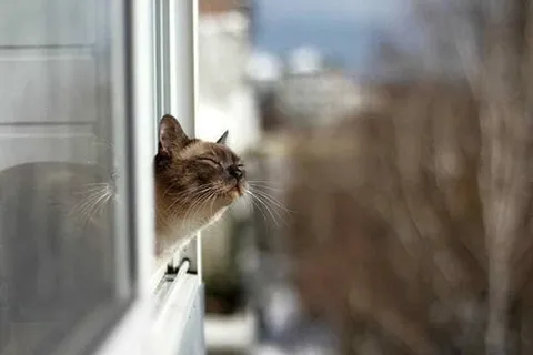 Кот выглядывает из окна