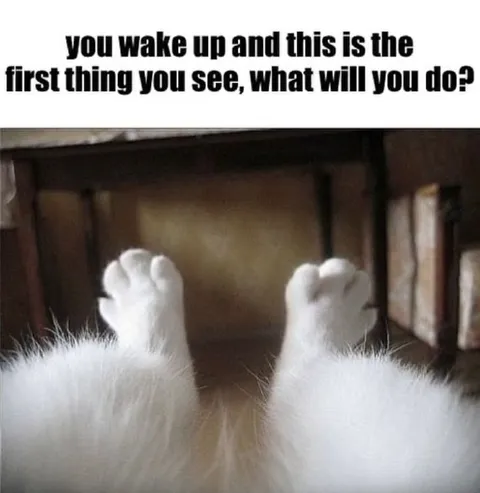 Wake Up to Cat Paws
