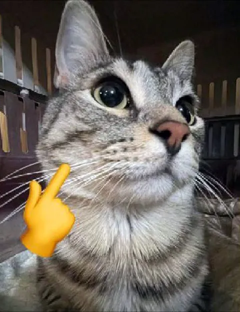 Кот с пальцами у щеки