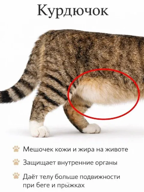 Курдючок у кота