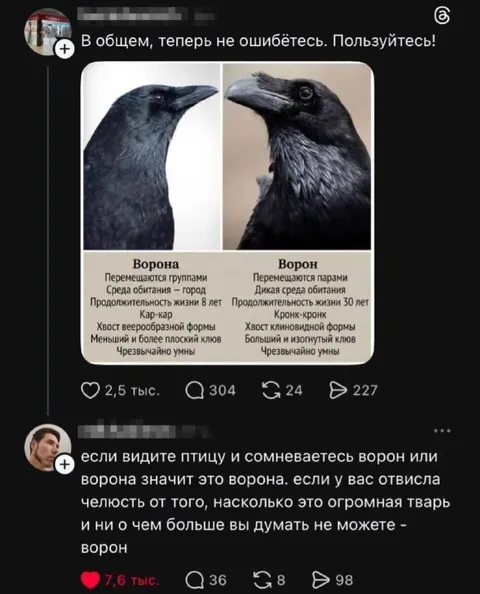 Как отличить ворону от ворона