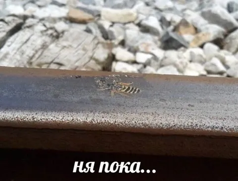 Ня пока на рельсе