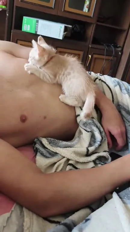 Котёнок спит на животе