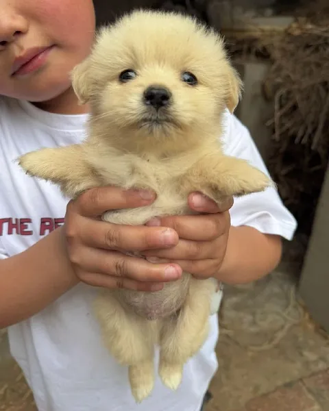 Tiny Puppy Held Like a Baby