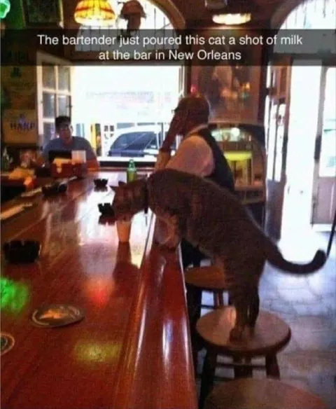 Cat Gets a Shot of Milk
