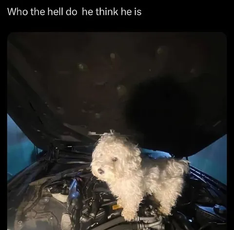 Who Does He Think He Is
