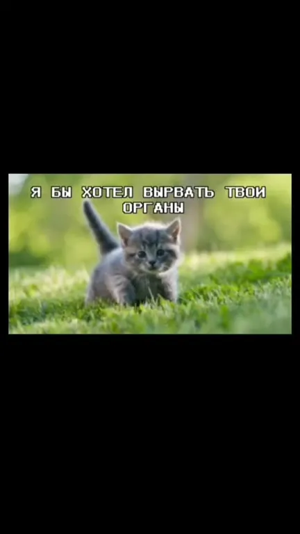 Котёнок звонит в полицию