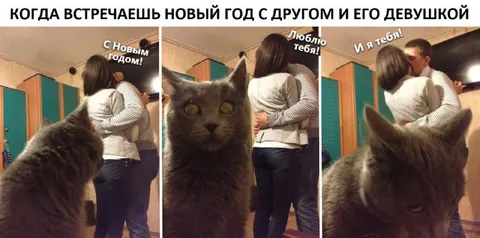 Кот ревнует девушку к парню