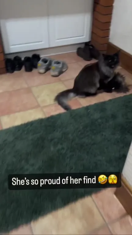 Cat Proud of Her Find