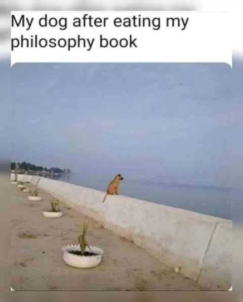 Dog After Eating Philosophy Book