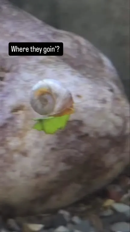 Where They Goin' Snail