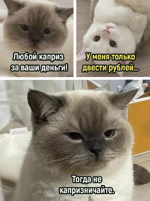 Кот и капризы за деньги