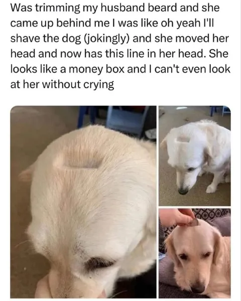 Dog Looks Like a Money Box
